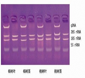 ֲRNAȡ Total RNA Isolation from plants